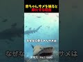 【絶対NG】なぜ赤ちゃんサメを拾ってはいけないのか？　#雑学のサムネイル