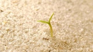 Growing Habanero Peppers, Days 0-11