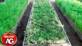 I always sow this green manure in the spring, it replaces a fertilizer truck