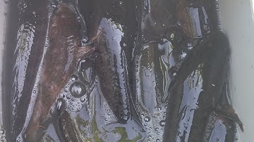 Nước rút cạn cá dồn vào nhiều lờ quá #nghiahieptv#locacaitien #cadong #youtubeshorts 