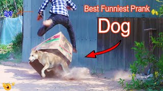 Best Prank - Super Huge Box vs Prank Sleep Dog Very Funny New Prank - Try not to Laugh