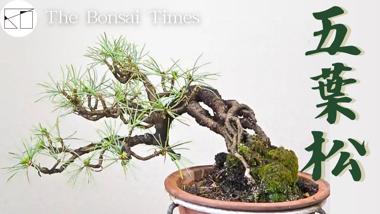 五葉松】今年も五葉松の芽切り作業を行いました。（Pinus parviflora