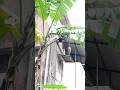 # 🌎 earth discoveries[ #fruitbat 🦇on a banana tree 🌳]