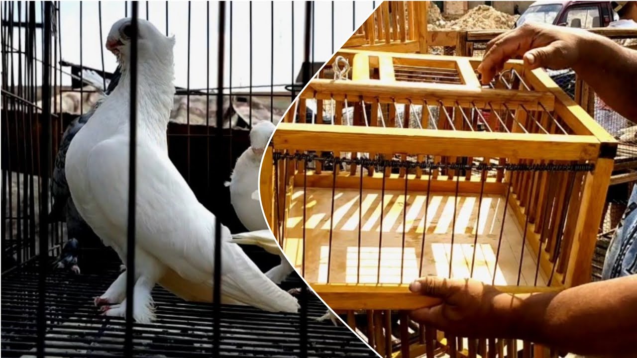 مصايد وشيالات وفرجة حمام بسوق مصر🇪🇬سوق الجمعه بالسيده عائشه 💰