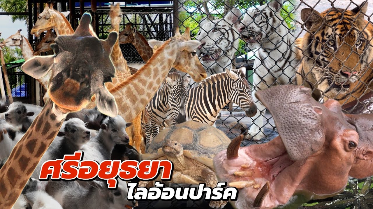 สวนสัตว์ ศรีอยุธยาไลอ้อนปาร์ค ล่าสุด‼️มีสัตว์ให้ดูเยอะมาก ค่าเข้า150บาท