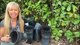 BLACK PLASTIC PLANTER POT TRANSFORMATION: Nursery Pot Makeover Part 2 by Marcie Ziv 107,908 views 1 year ago 10 minutes, 52 seconds