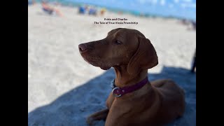 Frida and Charlie: The Tale of True Vizsla Friendship