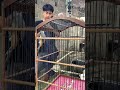 Burung cendet giras