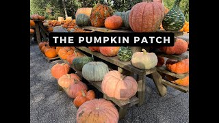 K&L Home Team Visit the Pumpkin Patch