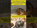 I rescued a terrified stray from the dark. Look at him now! 😭🐈 #animals #rescue #pets #cat