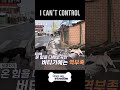 I CAN&#39;T CONTROL 🤯 #Dogsareincredible #개는훌륭하다 #Ep206 | KBS WORLD TV 240213