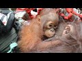 Rescuing an Orangutan from a 100 Foot Tall Tree