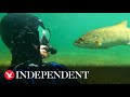 Diver become friends with wild fish and now they &#39;meet&#39; every summer at the same spot