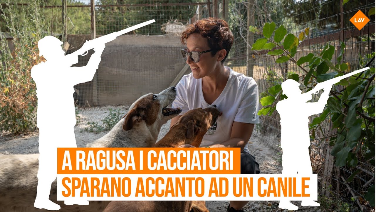 Guarda il video