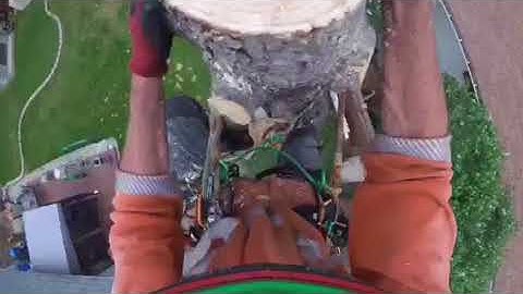 Climbing spruce tree in a tight spot small drop zone
