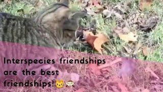 Interspecies friendships are the best friendships!😼🙉