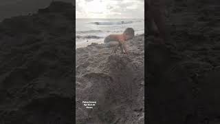 Lucu Bgt Sampai Guling Gulingan. Dipasir Pantai