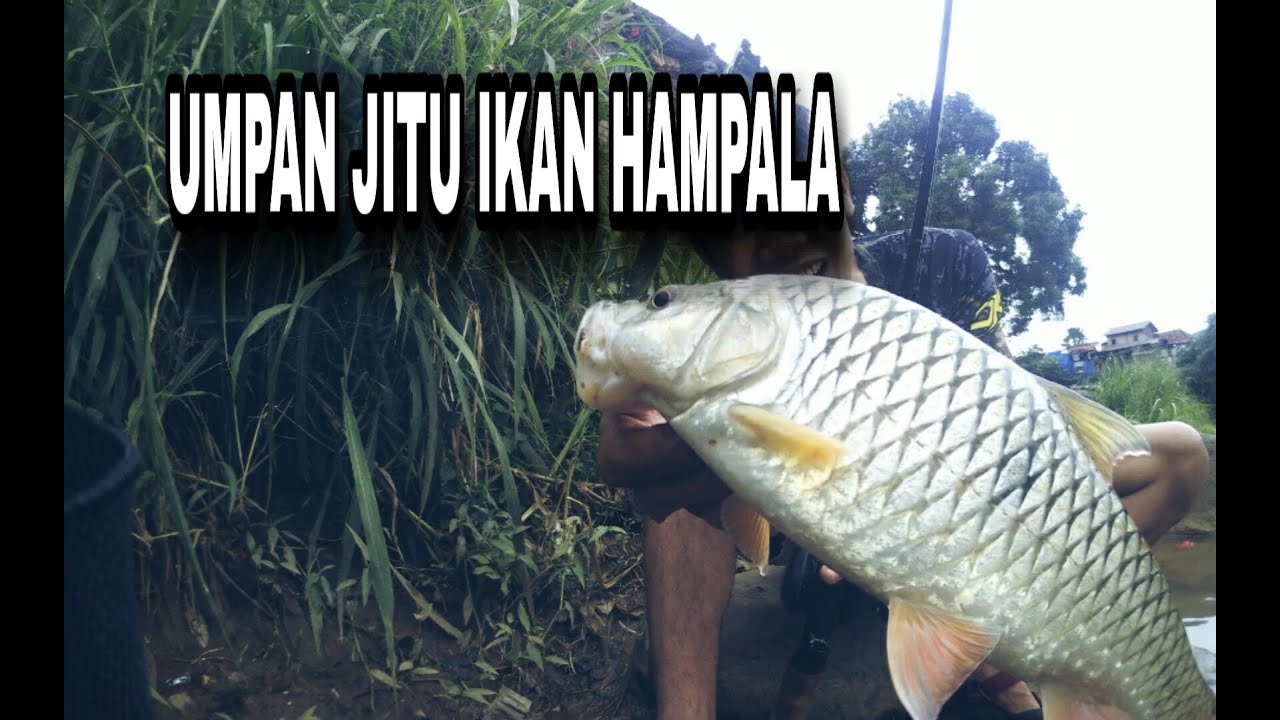 UMPAN ANTI BONCOS | MANCING IKAN HAMPALA SUNGAI CISADANE