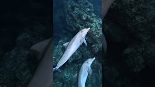 You Didn’t Know THIS About Dolphins! Mind-Blowing Facts 🐬