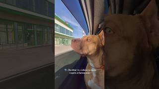 Коротко о главном 🤣🤌🏼 #семейныйканал #догблог #суперсобака #юмор #рекомендации #топ