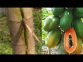 Papaya papayatree papayagrafting newgrafting low papaya and many fruits  how to grafting papaya