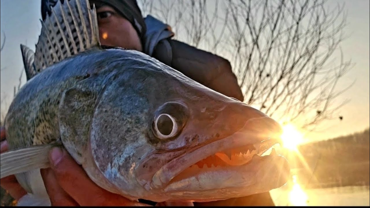 DECEMBARSKI SMUĐEVI (EPIZODA 4/4) #zander #jigging