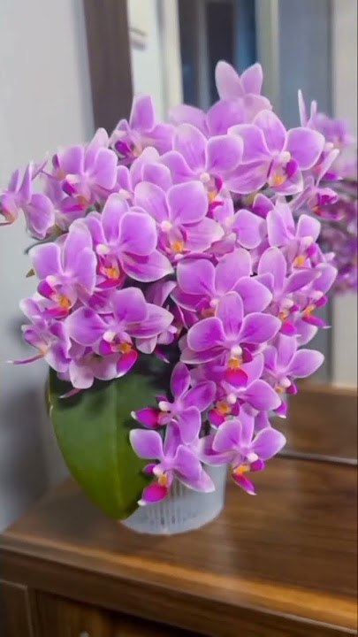 Anggrek cantik saat berbunga || Beutiful orchid #orchidcare #orchid #shortsvideo #shorts #subscribe