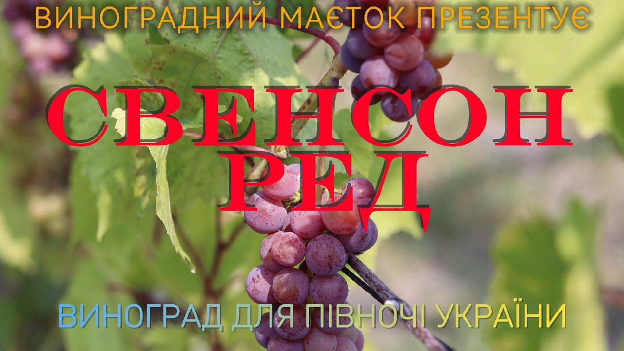 Свенсон Ред