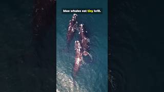 Whispers of the Ocean: Blue Whale Facts You Won't Believe