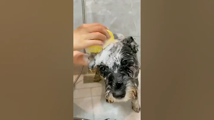 Video 7189521: pet bath brush, cat