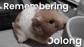 Remembering Oolong, the well-travelled hamster