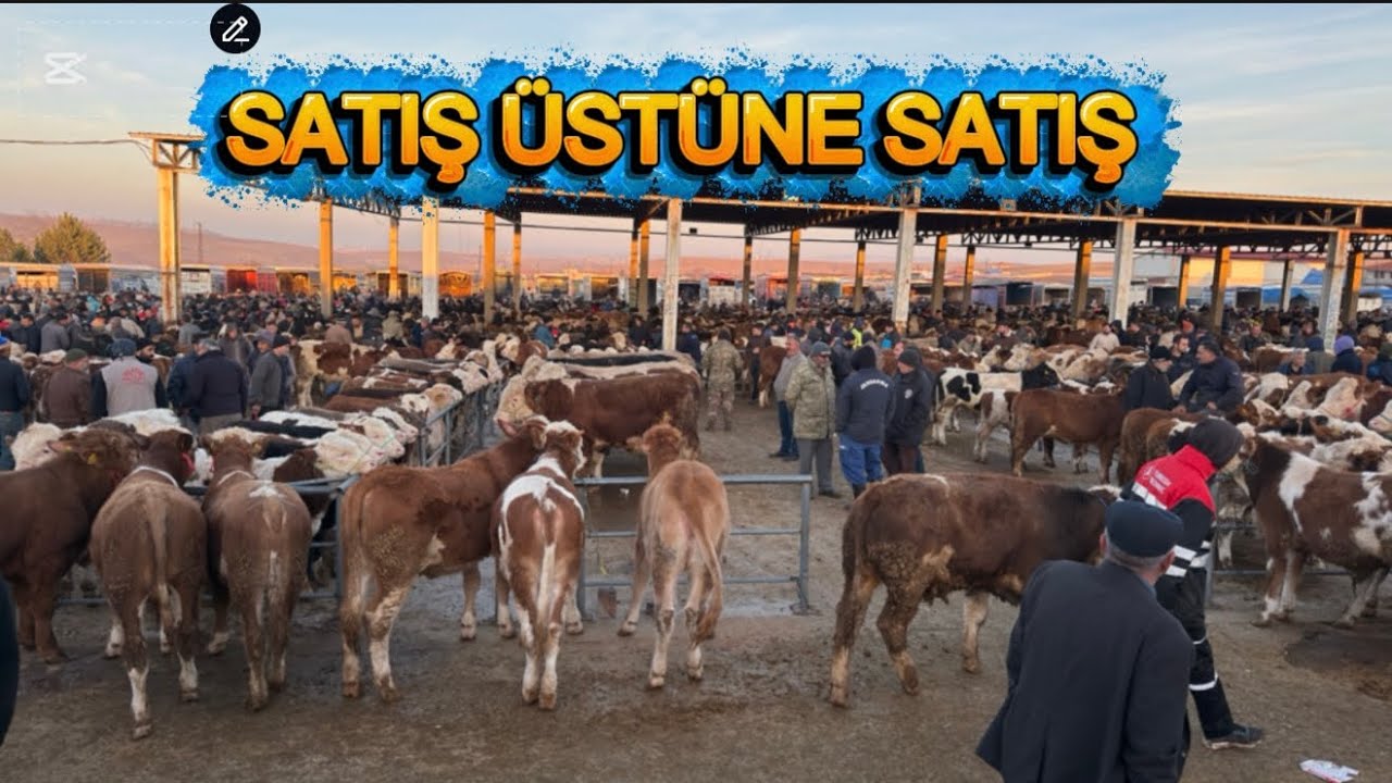 SORGUN HAYVAN PAZARI 27 KASIM GÜNCEL FİYATLAR
