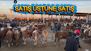 SORGUN HAYVAN PAZARI 27 KASIM GÜNCEL FİYATLAR