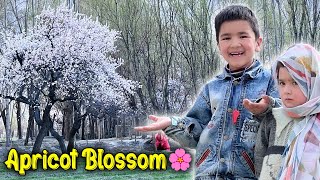 Spring Season in My Village 😱 Apricot Blossom 🌸 | Khobsurat Nazara 🤩