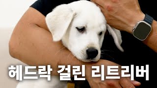 A retriever in a headlock eats throughout the video. | Dog Encyclopedia: Labrador Retrievers