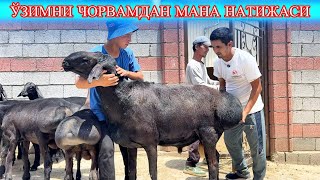 ҚОРА ҚЎЧҚОР ҚЎЗИЛАРИ ВА ҚЎЗИЛИ ҚЎЙЛАРИМ