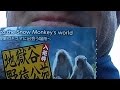 Snow Monkeys Of Japan