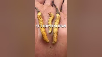 Hunt for the World’s Most Expensive Fungus - Cordyceps #satisfying @HappyFarm85