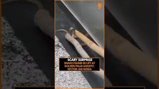 Snake Found Inside Lift At Noida’s Golden Palm Society, Residents Panic | News9