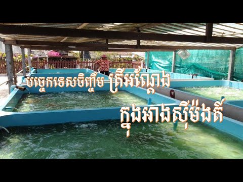 Catfish rearing technique in cement tank ...