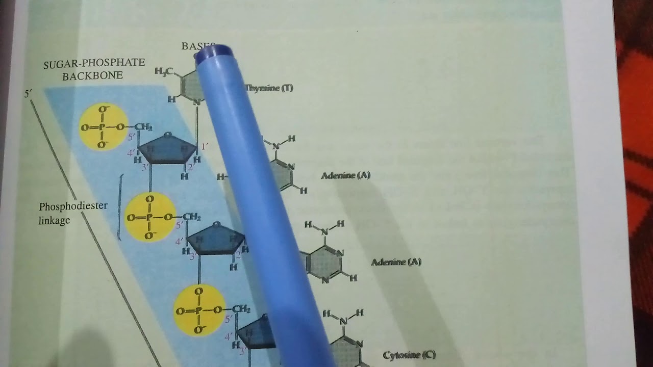 MOLECULAR STRUCTURE OF DNA L96🔥🔥🔥🔥 - YouTube