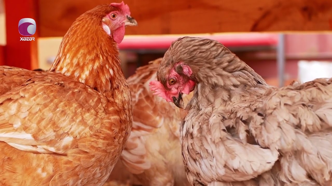 Bəzi bölgələrdə toyuqlar kütləvi şəkildə tələf olur