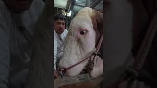 Download Lagu Hari hari terkahir Irfan Hakim dengan Sapi Janoko #SapiJanoko #IrfanHakim #iduladha2025 MP3