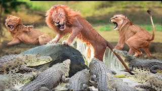 Crocodile Attacks Pregnant Lion! Lion Family Crosses The River With Hungry Crocodile &amp; Happens Next