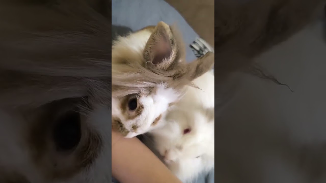 Когда маманчик ест печеньки без тебя 🤪🤣 