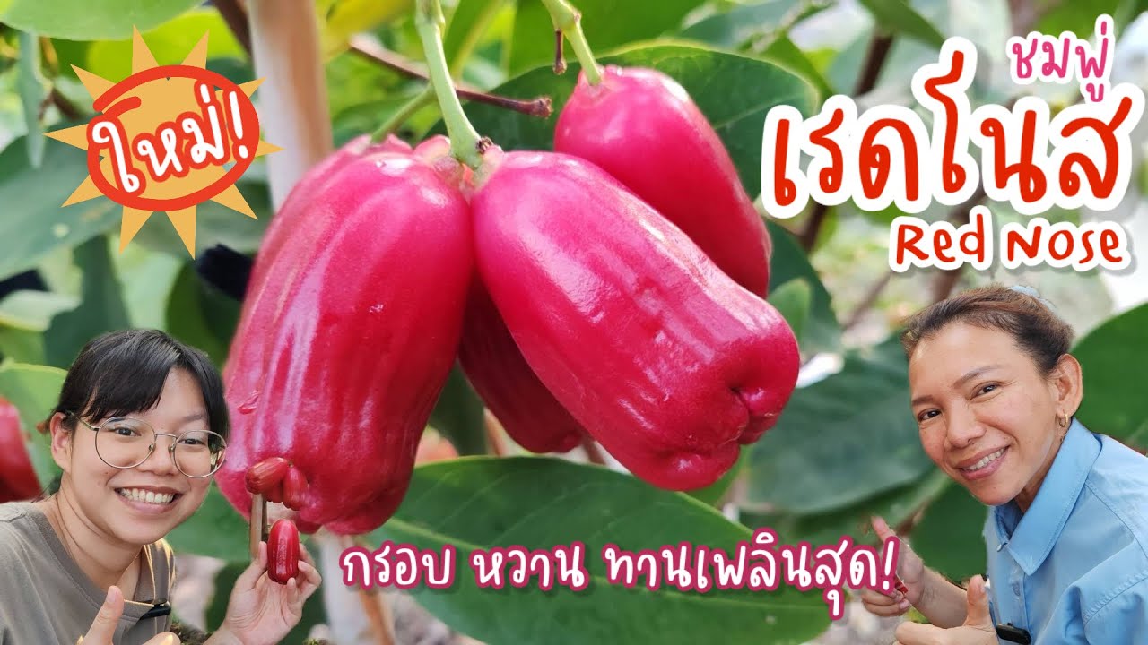 ใหม่! ชมพู่’เรดโนส(Red Nose)’ กรอบ หวาน ทานเพลินสุดๆ!