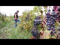 Уборка винограда в селе Ивановка - Азербайджан