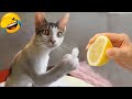 Funny Animals 2022 😹🐶 - The Best Funny Animal Videos for Watching in 2022 🤣😂
