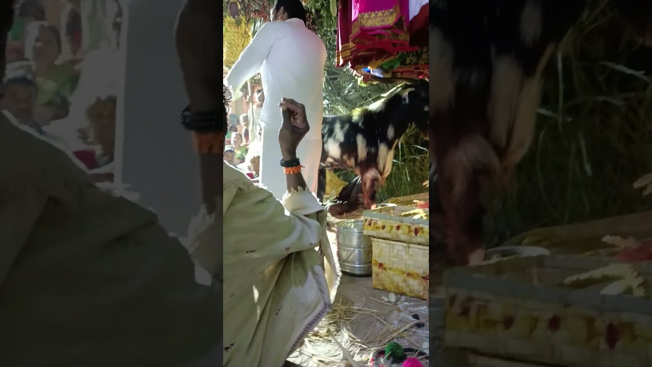 Karagana vari gavu sambaram peddapadu