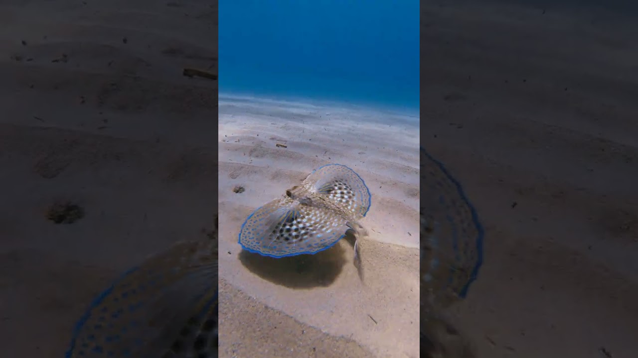 Diver Films a Spectacular Flying Gurnard With Phosphorescent Wings